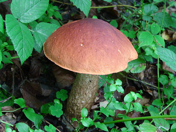 kozák dubový Leccinum aurantiacum (Bull.) Gray