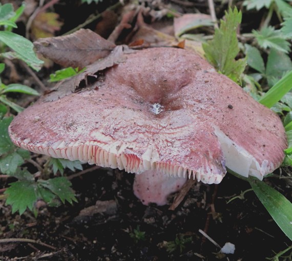 plávka Russula sp.