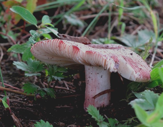 plávka Russula sp.