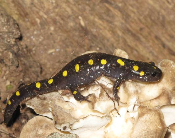 salamandra Ambystoma maculatum