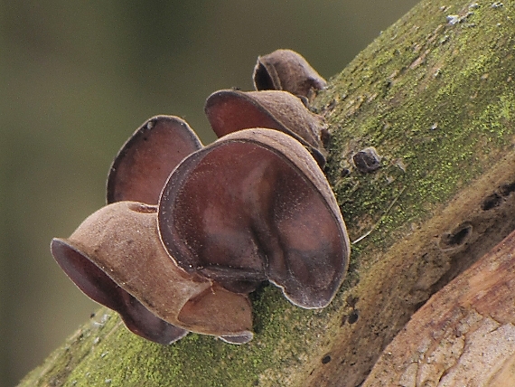 uchovec bazový-boltcovitka ucho Jidášovo Auricularia auricula-judae (Bull.) Quél.