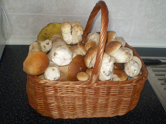 hríb smrekový Boletus edulis Bull.