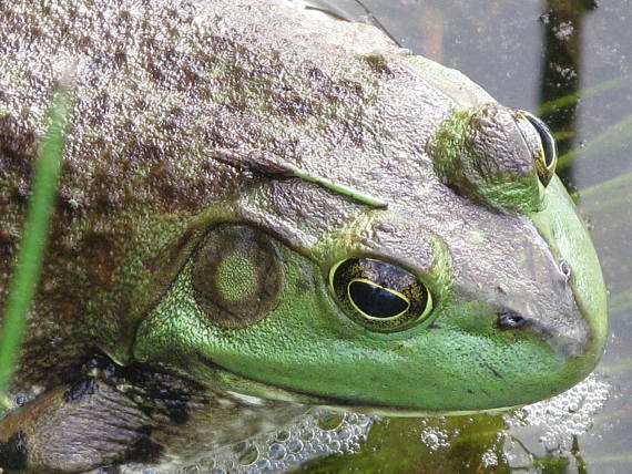 skokan volsky Lithobates castesbeianus