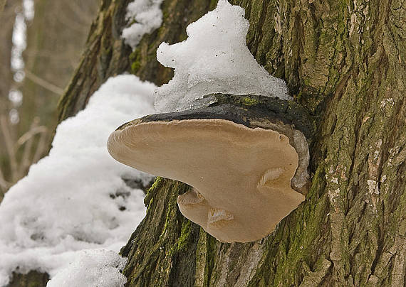 ohňovec obyčajný? Phellinus igniarius? (L.ex Fr.) Quél.