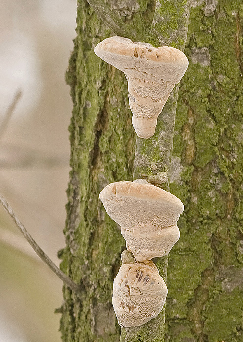 ohňovec slivkový Phellinus pomaceus (Pers.) Maire