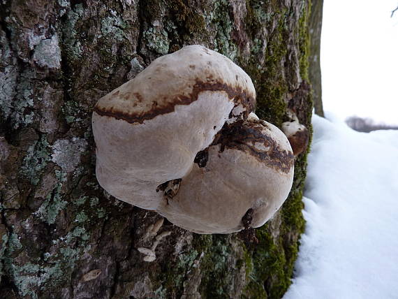 ohňovec Phellinus sp.