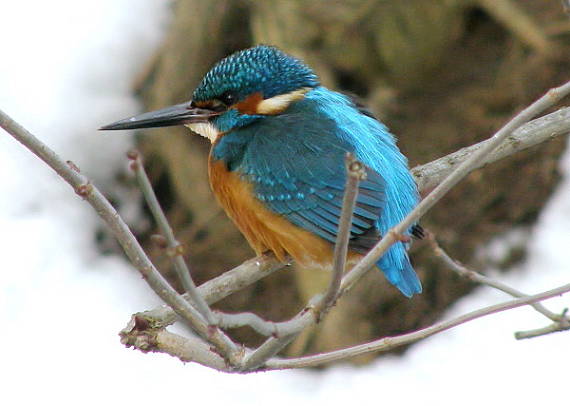 ledňáček říční Alcedo atthis