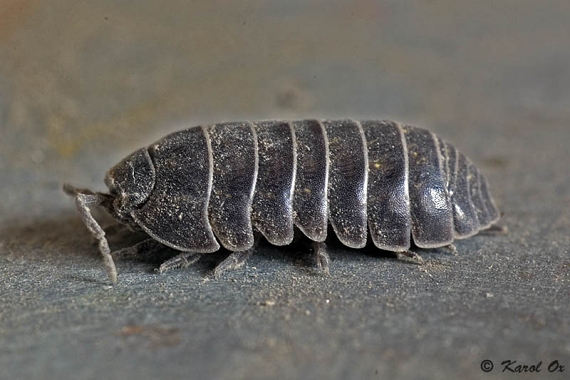 zvínavka obyčajná Armadillidium vulgare