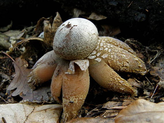 hviezdovec vlahojavný  Astraeus hygrometricus (Pers.) Morgan