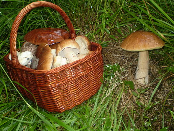 hríb smrekový Boletus edulis Bull.