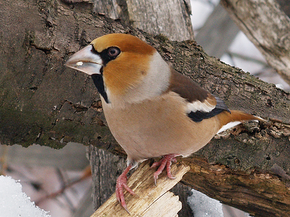 glezg hrubozobý Coccothraustes coccothraustes