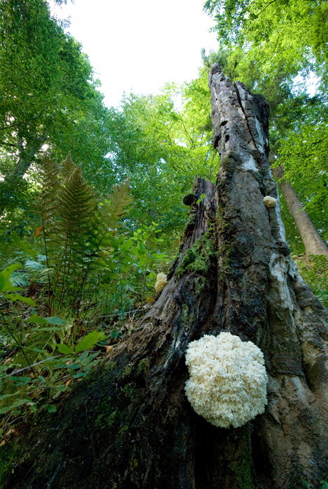 koralovec bukový Hericium coralloides (Scop.) Pers.