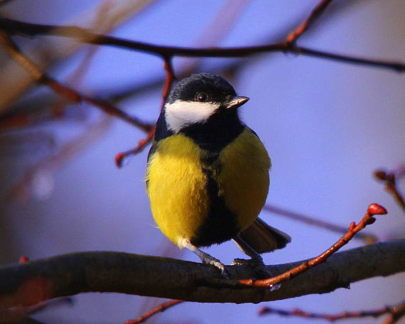 sýkorka bielolíca Parus major