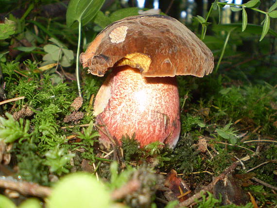 hríb zrnitohlúbikový Sutorius luridiformis (Rostk.) G. Wu & Zhu L. Yang