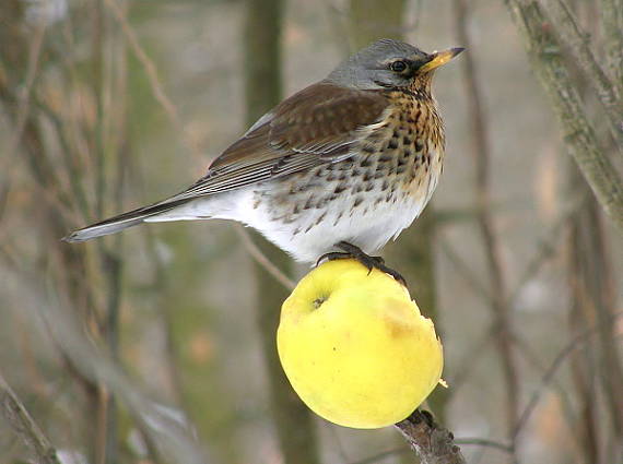 drozd kvíčala Turdus pilaris