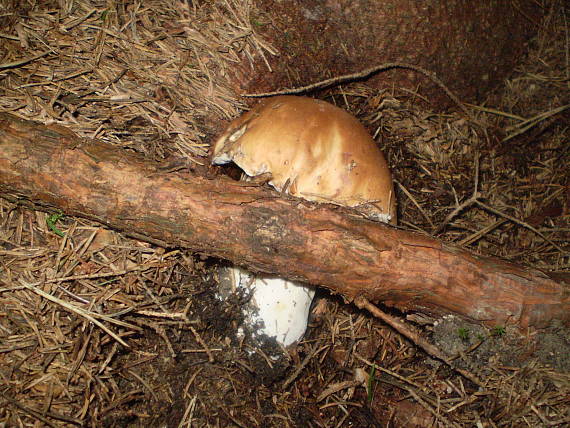 hríb smrekový Boletus edulis Bull.