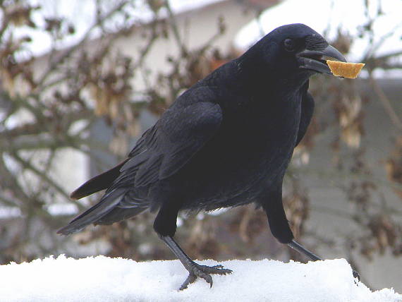 vrana  túlavá západoeurópska (čierna) Corvus corone corone