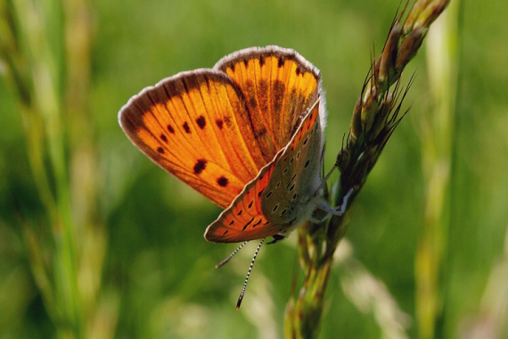 ohniváčik veľký Lycaena dispar