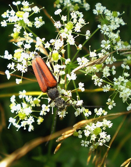 fuzáč Anastrangalia dubia