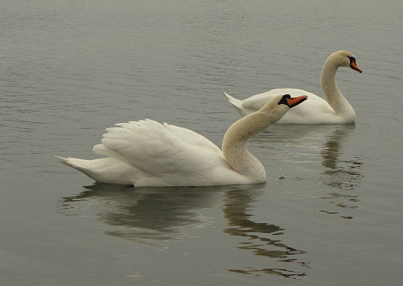 labuť hrbozobá  Cygnus olor