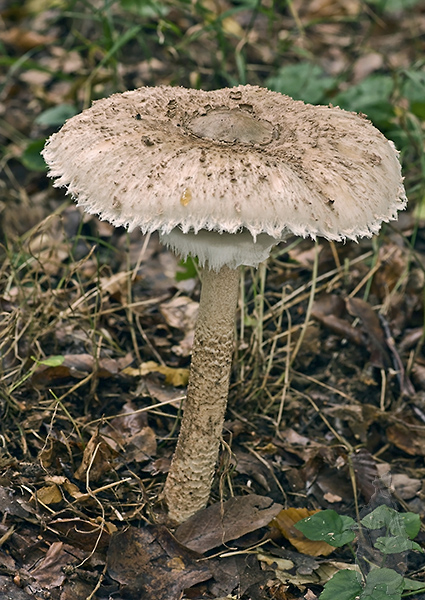 bedľa vysoká Macrolepiota procera (Scop.) Singer