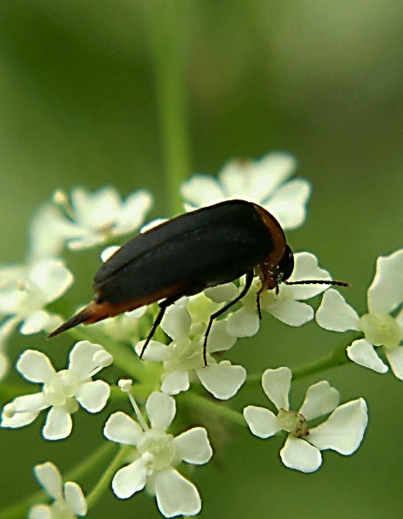 hrotař Mordellochroa abdominalis