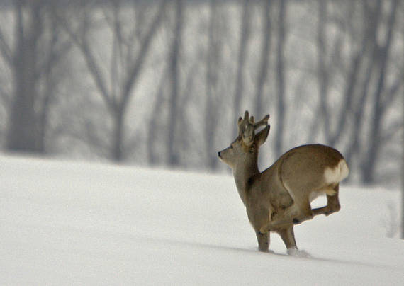 srnec lesný  Capreolus capreolus