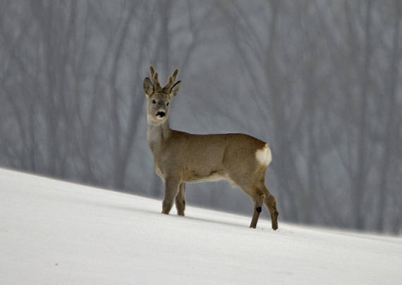 srnec lesný  Capreolus capreolus