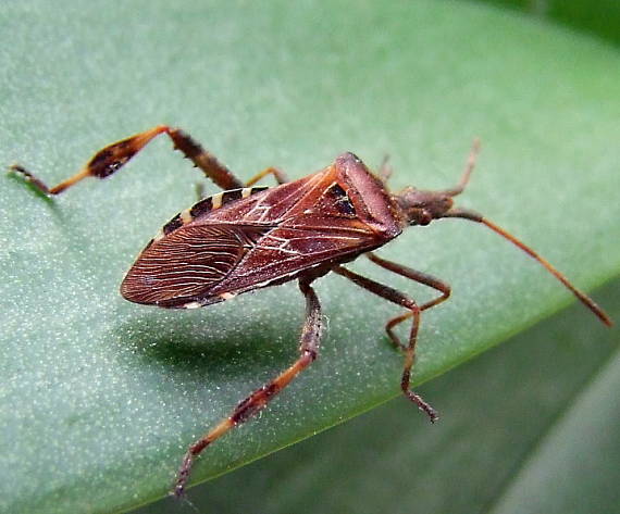 obrubnica americká Leptoglossus occidentalis