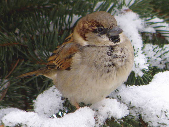 vrabec domový Passer domesticus