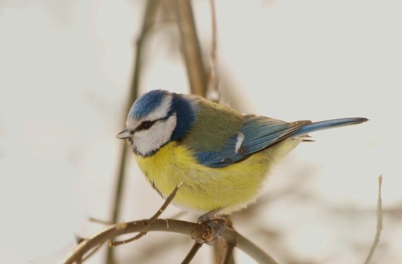 sýkorka belasá Parus caeruleus