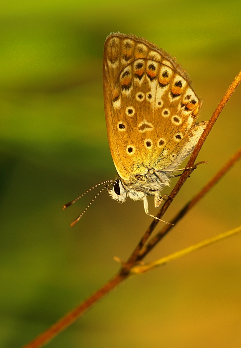 modráčik obyčajný Polyommatus icarus