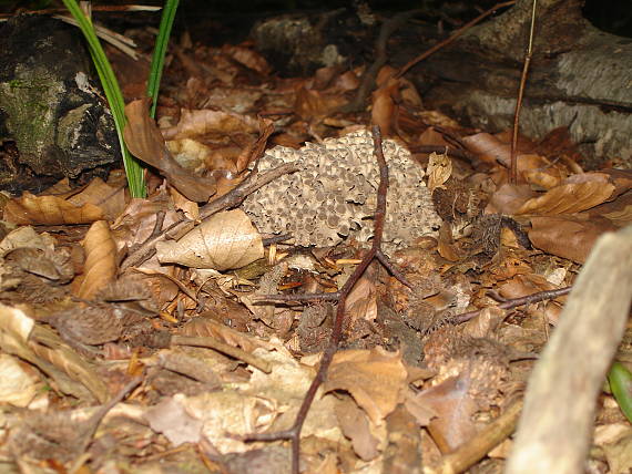 trúdnik klobúčkatý Polyporus umbellatus (Pers.) Fr.