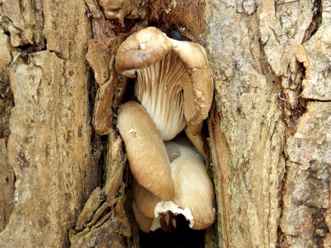 hliva ustricovitá Pleurotus ostreatus (Jacq.) P. Kumm.