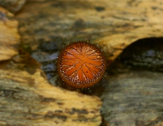 štítovnička Scutellinia sp.