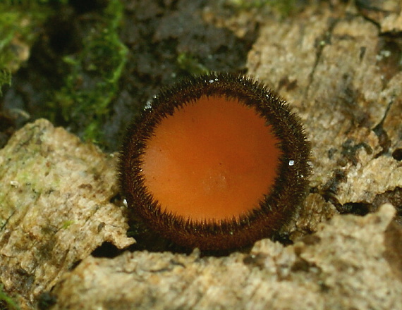 štítovnička Scutellinia sp.