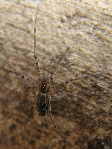 plachtárka hrubotŕňová Lepthyphantes minutus