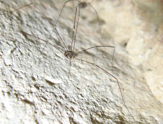 kosec Opilio sp.