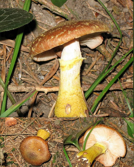 podpňovka žltá Armillaria gallica Marxm. & Romagn.