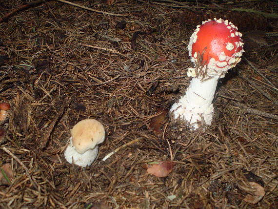 hríb smrekový Boletus edulis Bull.