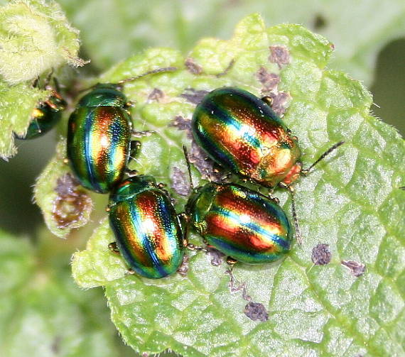 lískavka dúhová Chrysolina fastuosa