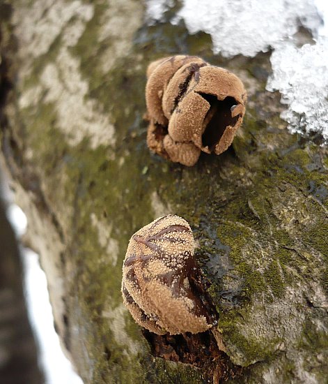 dutinovka otrubnatá Encoelia furfuracea (Roth) P. Karst.