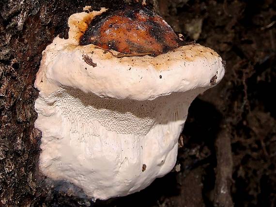 práchnovček pásikavý Fomitopsis pinicola (Sw.) P. Karst.