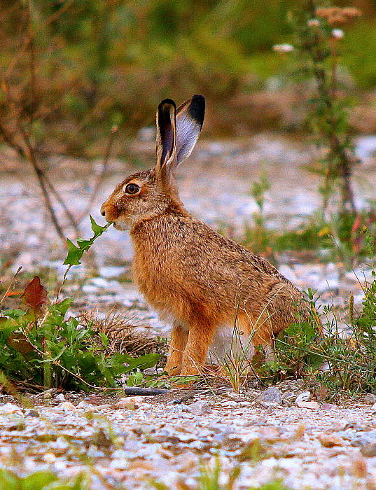 zajac poľný Lepus europaeus