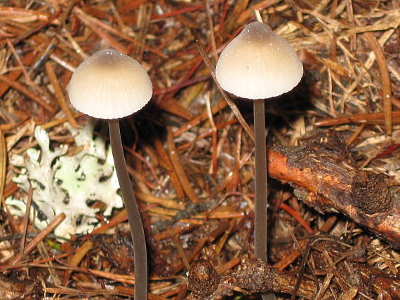 prilbička mliečna Mycena galopus (Pers.) P. Kumm.