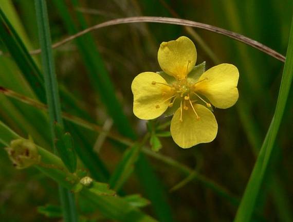 nátržník vzpriamený - mochna nátržník  Potentilla erecta (L.) Raeusch.