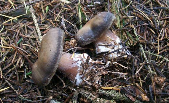 peniazovka maslová Rhodocollybia butyracea (Bull.) Lennox