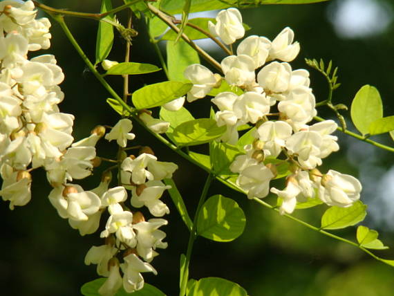 agát biely Robinia pseudoacacia L.