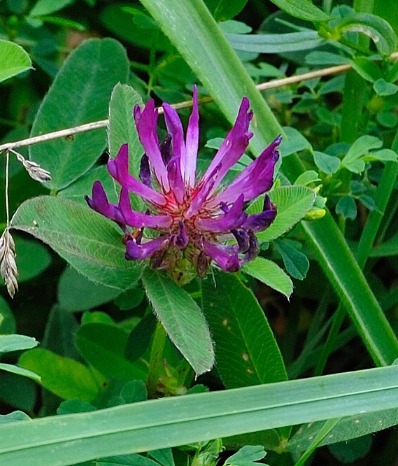 ďatelina ohnutá Trifolium flexuosum Jacq.