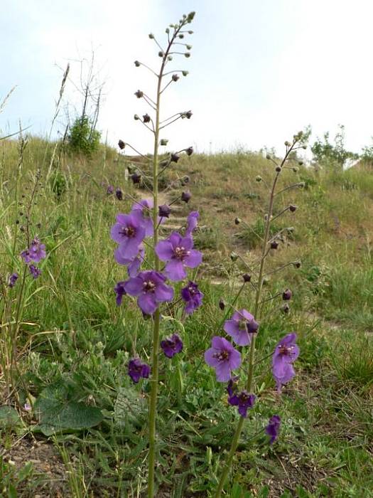 divozel tmavočervený - divizna brunátná Verbascum phoeniceum L.